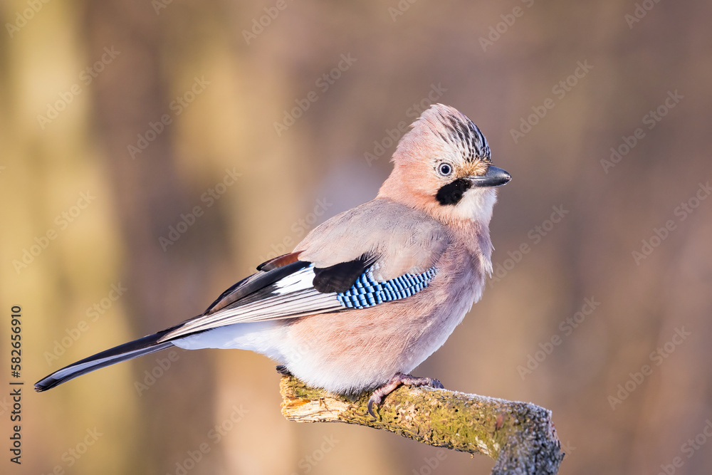 Dendrocopos major, Great spotted woodpecker . Wildlife Dendrocopos major, Great spotted woodpecker . Wildlife