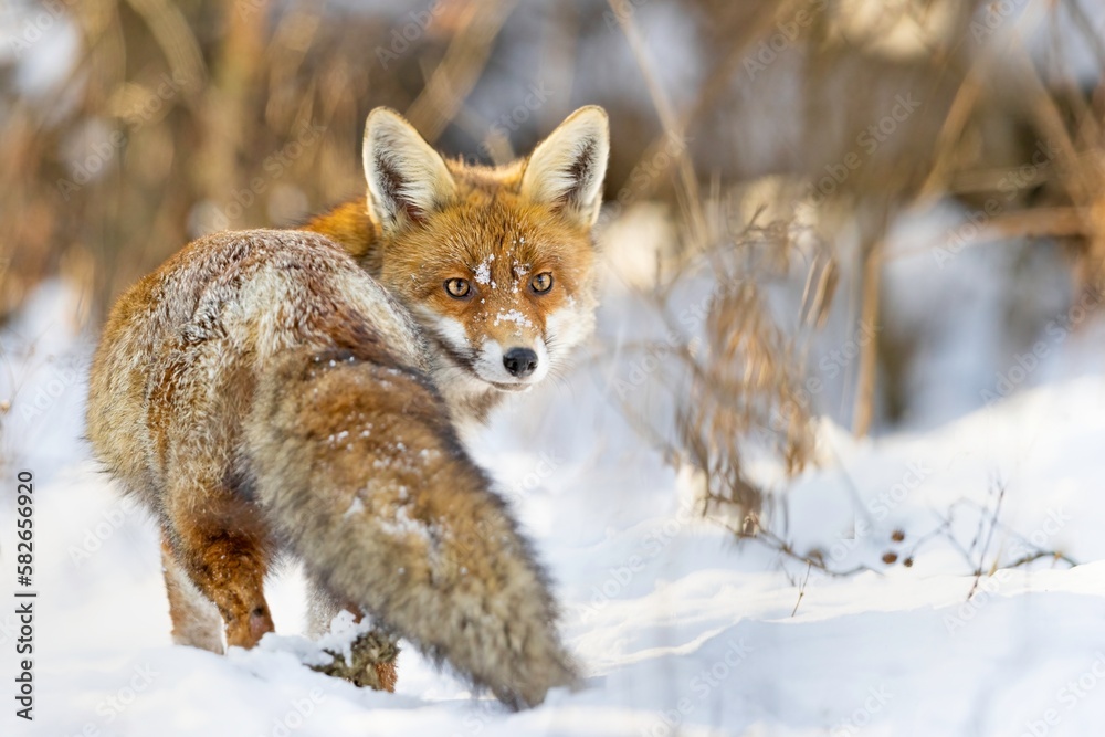 Red Fox (Vulpes vulpes) in winter time . Wildlife scenery. Red Fox (Vulpes vulpes) in winter time . Wildlife scenery.