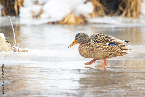 The Mallard , wild duck (Anas platyrhynchos) at winter time, frozen river. wildlife