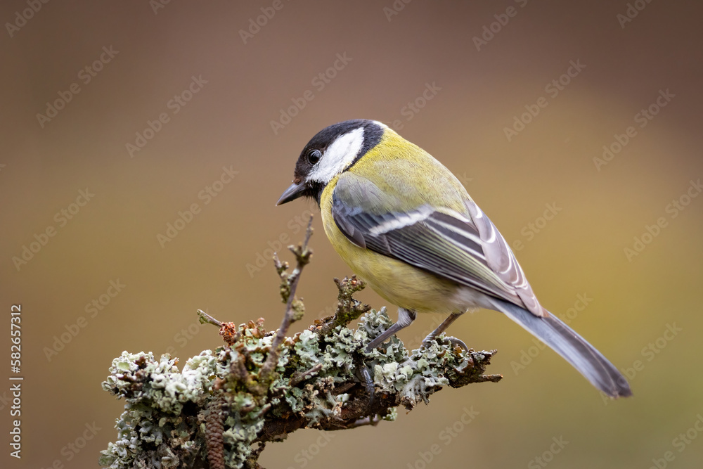 Great Tit (Parus Major) on branch. Wildlife scenery. Great Tit (Parus Major) on branch. Wildlife scenery.