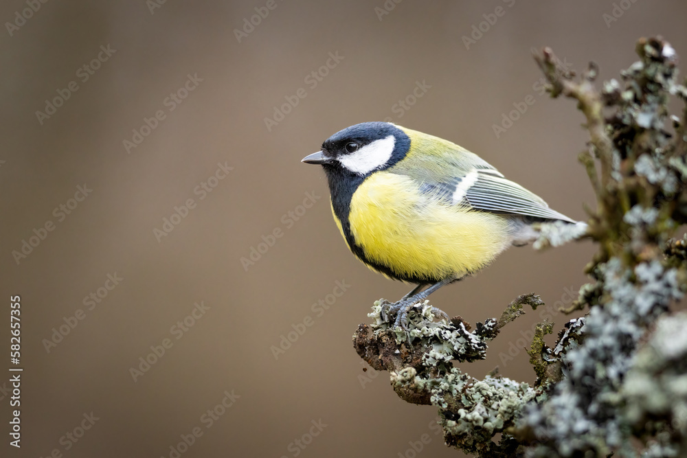 Great Tit (Parus Major) on branch. Wildlife scenery. Great Tit (Parus Major) on branch. Wildlife scenery.