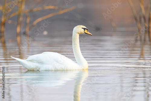 Mute swan (Cygnus olor) swim on the water. 