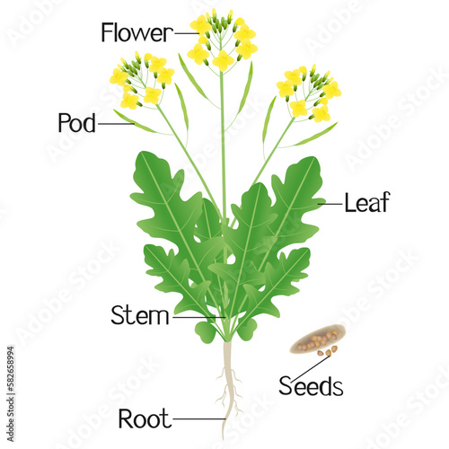 Arugula plant with flowers and fruits on a white background.