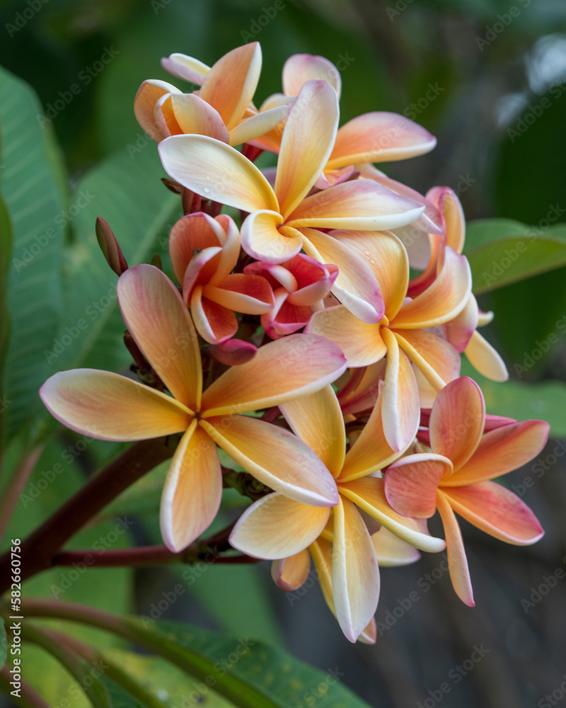 Frangipani aka Plumeria Flowers, orange with pink and yellow tones, Australian coastal garden 