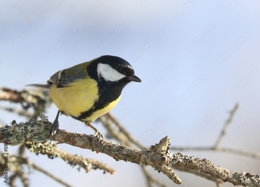 Fototapeta premium Great tit