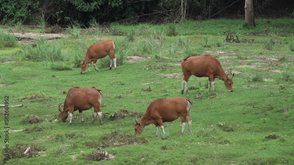 Banteng ,Bos javanicus living in nature at Huai Kha Khaeng National Park.
Banteng ,Bos javanicus living in nature at Huai Kha Khaeng National Park.