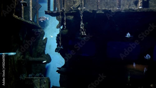 Beautiful fishes in a large aquarium swim among the wreckage of the ship