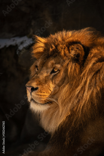 Closeup Gold Portrait of Lion in Zoo. Beautiful Male Panthera Leo with Furry Mane in Zoological Garden.