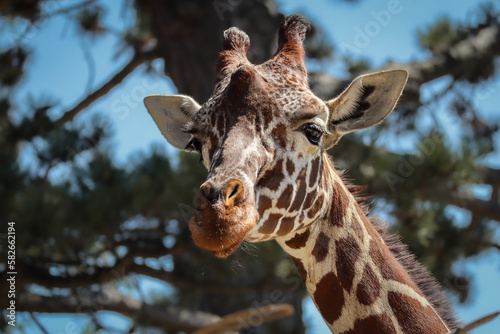 Portrait of Rothschild Giraffe in Zoo. Close-up of Giraffa Camelopardalis in Zoological Garden.