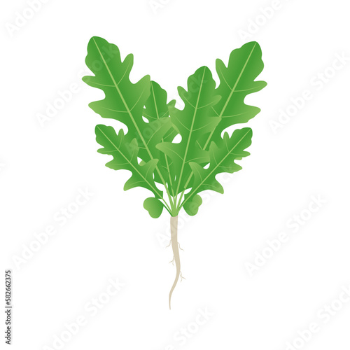 Arugula plant with roots and leaves on a white background.