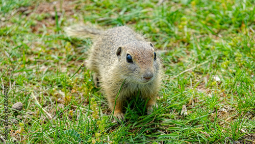 Ground squirrel (Gopher) colony in the Radouč National Nature Reserve near Mladá Boleslav
