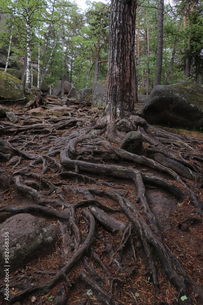 fabulous and gloomy forest