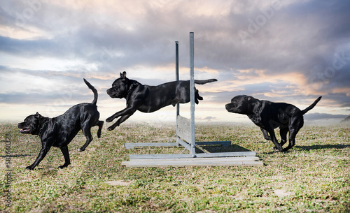 staffordshire bull terrier jumping