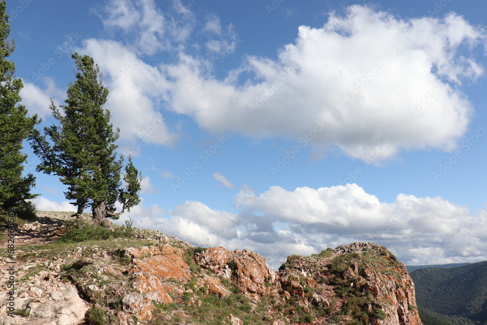 lonely tree on the rock