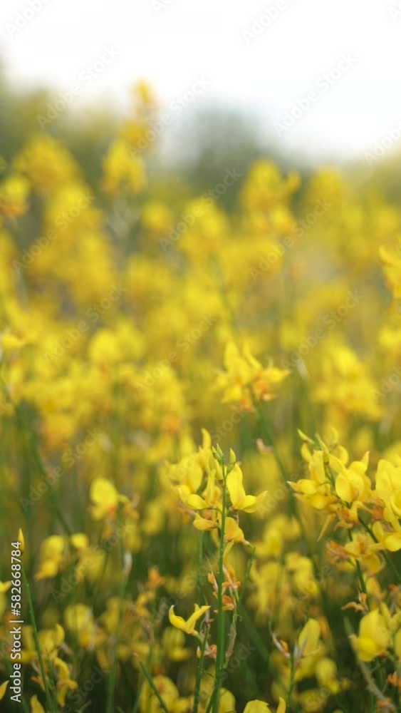 Vertical video of tall green grass with yellow flowers swaying on a wild meadow field Vertical video of tall green grass with yellow flowers swaying on a wild meadow field