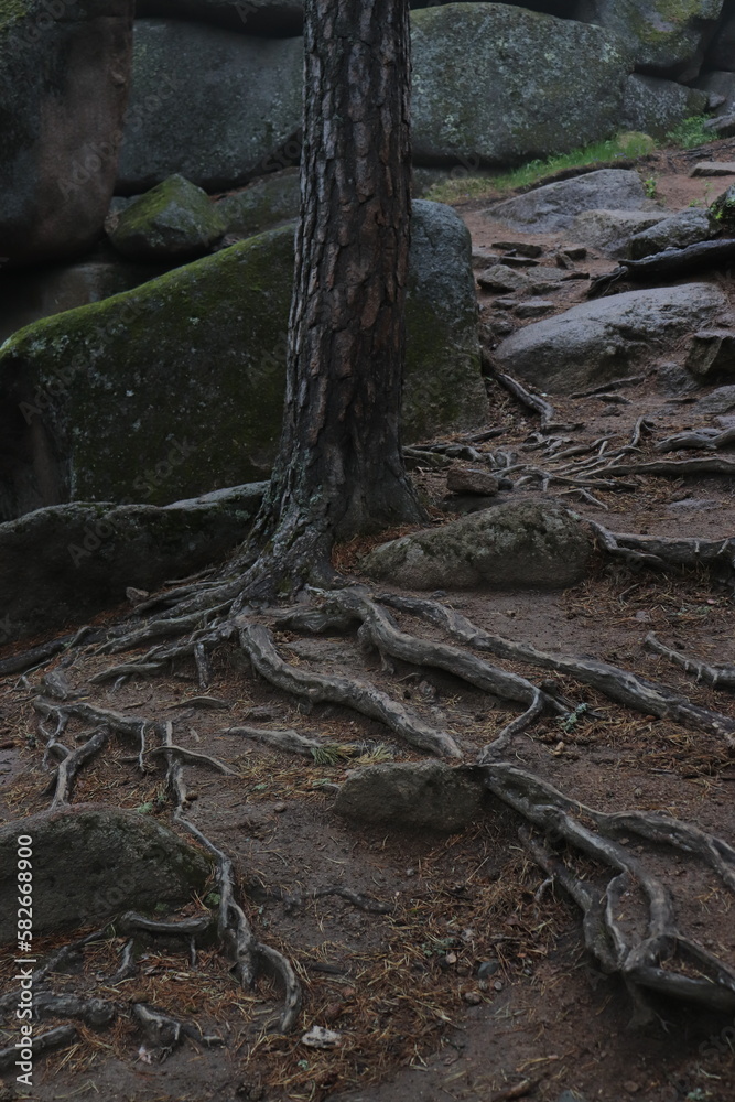 fabulous and gloomy forest fabulous and gloomy forest