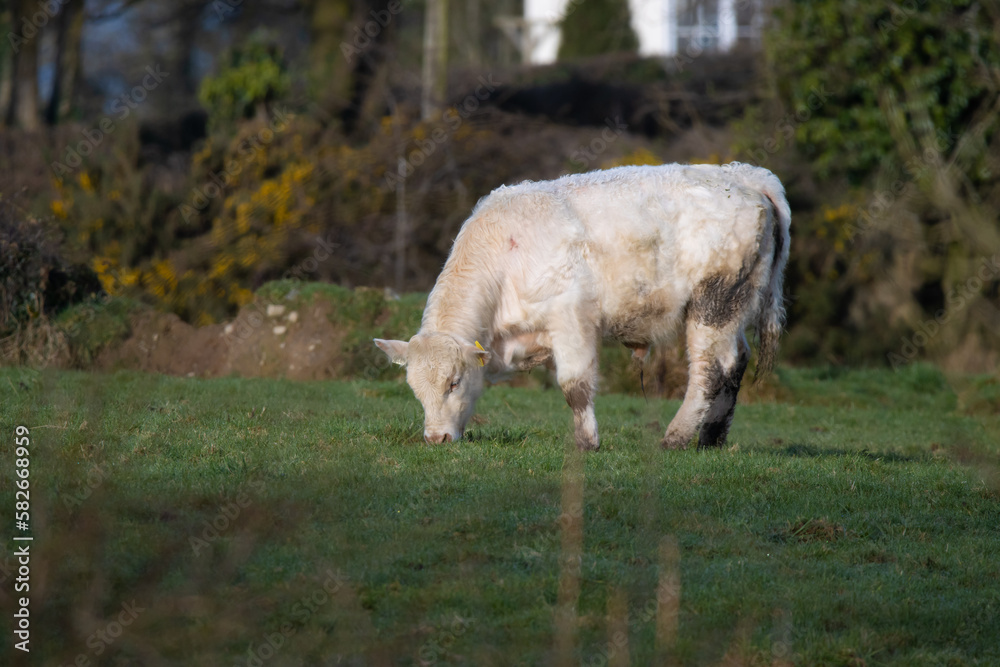 Fototapeta premium beef cow grazing in grass field