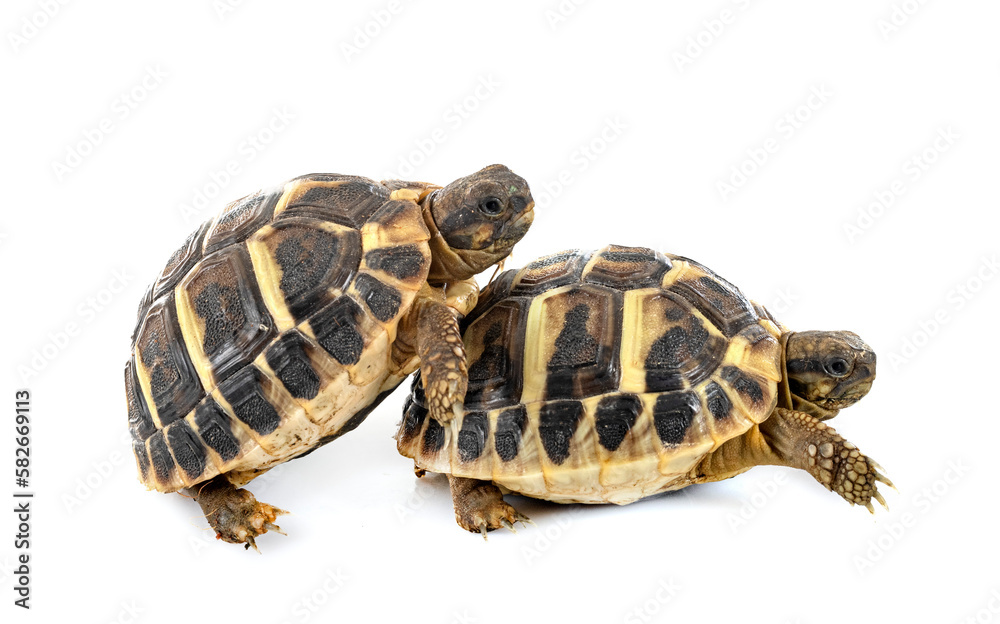 Hermann s tortoise in studio Hermann s tortoise in studio