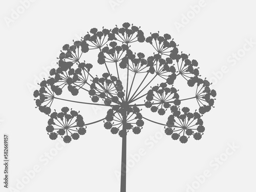 Dill inflorescence on a gray background, design element.