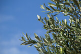 Olive grey leaves catching the sun and contracted by the deep blue sky