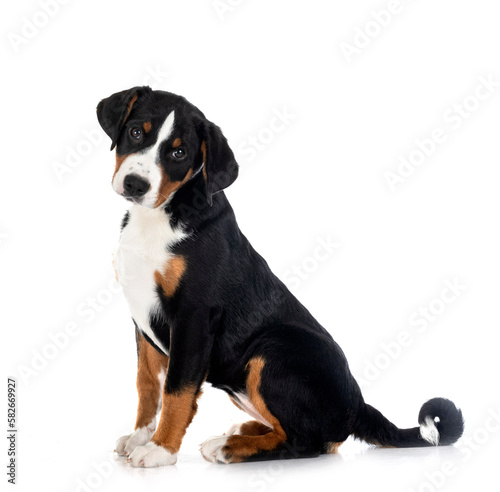 puppy Appenzeller Sennenhund