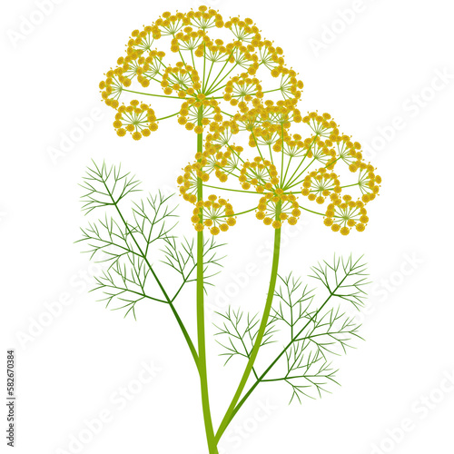 Dill inflorescence with green leaves on a white background. photo