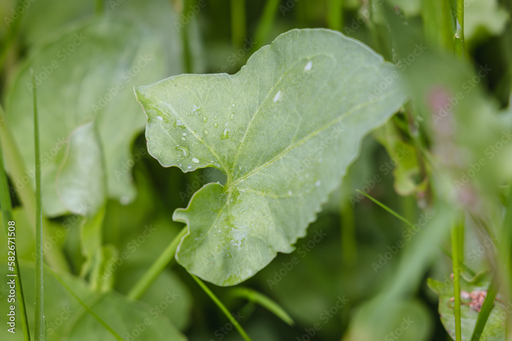 Rumex scutatus commonly known as French sorrel leaves Rumex scutatus commonly known as French sorrel leaves