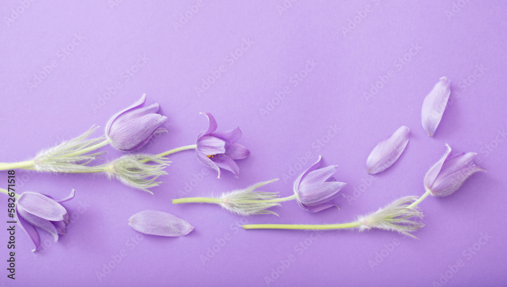 spring purple flowers on purple paper background