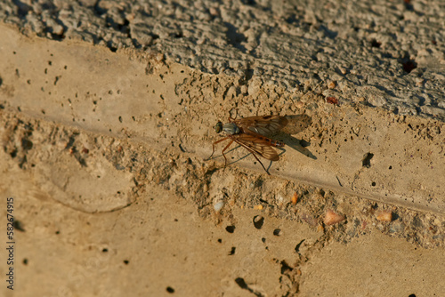 Rhagio vitripennis / Schwarzfüßige Schnepfenfliege	 photo