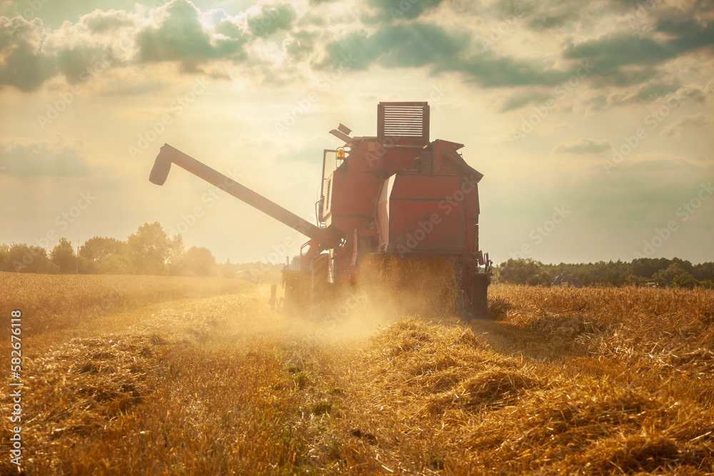 Fototapeta premium A large agricultural harvester mowing in a field with grain