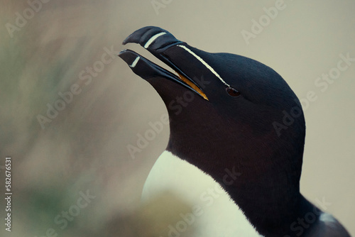 Razor Bill - Close up of beak. photo