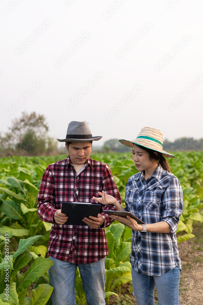 Young Asian male and female farmers in tobacco plantation to check yield for young farmers growing tobacco and farm agribusiness concept Young Asian male and female farmers in tobacco plantation to check yield for young farmers growing tobacco and farm agribusiness concept