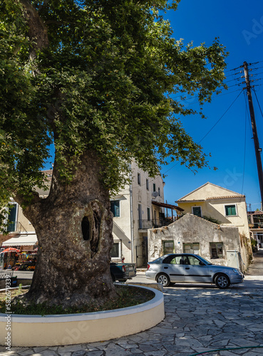 Old tree in Lefkimmi village, Corfu Island, Greece photo