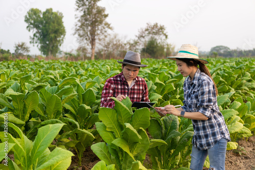 Young Asian male and female farmers in tobacco plantation to check yield for young farmers growing tobacco and farm agribusiness concept