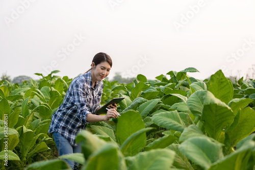 Asian young woman farmer holding a tablet checking lush green tobacco leaves Young farmer and tobacco plantation, agribusiness concept