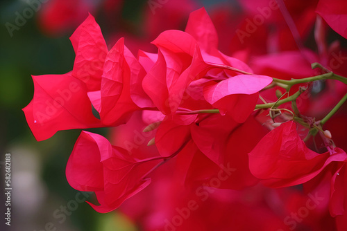 red flower, flower, poinsettia, christmas, plant, nature, leaf, red, decoration, flowers, generative ai