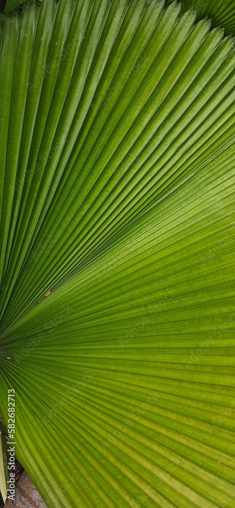 Obraz premium green leaf