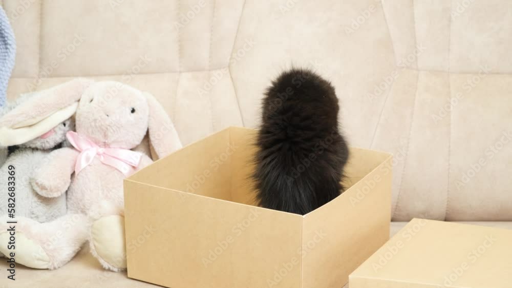 A funny little black kitten maine coon plays in a cardboard box. Funny pets, humor A funny little black kitten maine coon plays in a cardboard box. Funny pets, humor