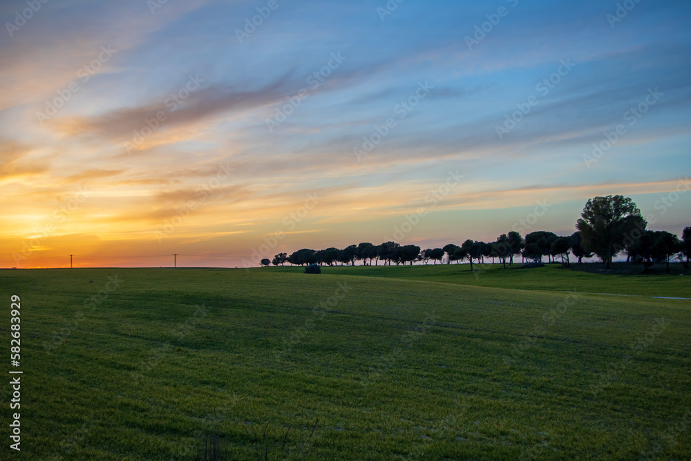 Fototapeta premium Field of cultivation at sunset