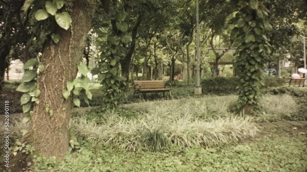 still view of flourish forest park with various tropical vegetation of tress grass and pave road and bench in distance during gloomy day still view of flourish forest park with various tropical vegetation of tress grass and pave road and bench in distance during gloomy day