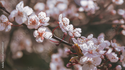 A Close-Up of Cherry Blossoms in Bloom