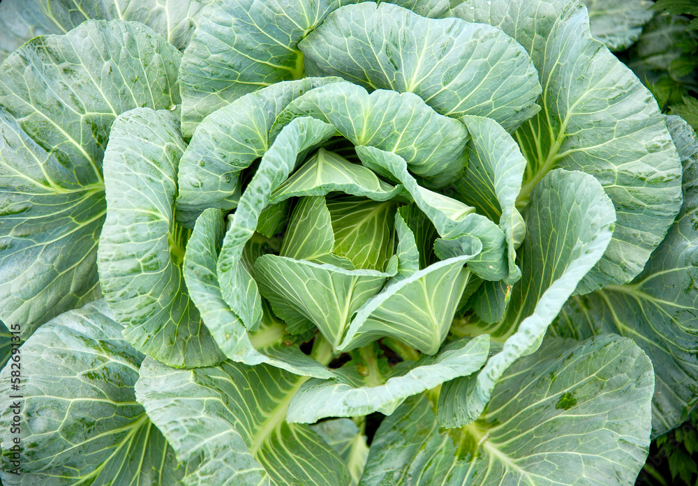 Close up cabbage in the garden Close up cabbage in the garden