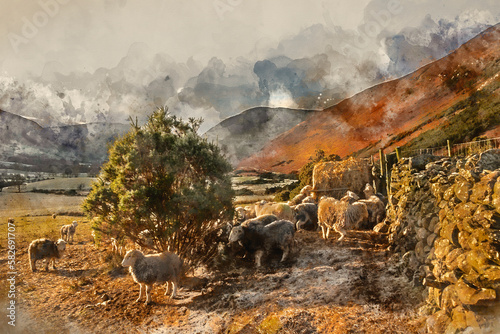 Digital watercolour painting of Beautiful image of sheep feeding in early morning Winter sunrise golden hour light in Lake District in English countryside © veneratio