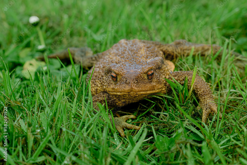 Crapaud dans l'herbe amphibien dans la nature Crapaud dans l'herbe amphibien dans la nature