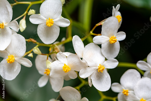 Begonia in spring blooms with very delicate white flowers. © zilber42