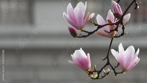 Magnolia Soulangeana tree in bloom. Close up on beautiful pink magnolia flowers in spring season. It is a deciduous tree with large early flowers that vary in color from white to pink to purple. photo
