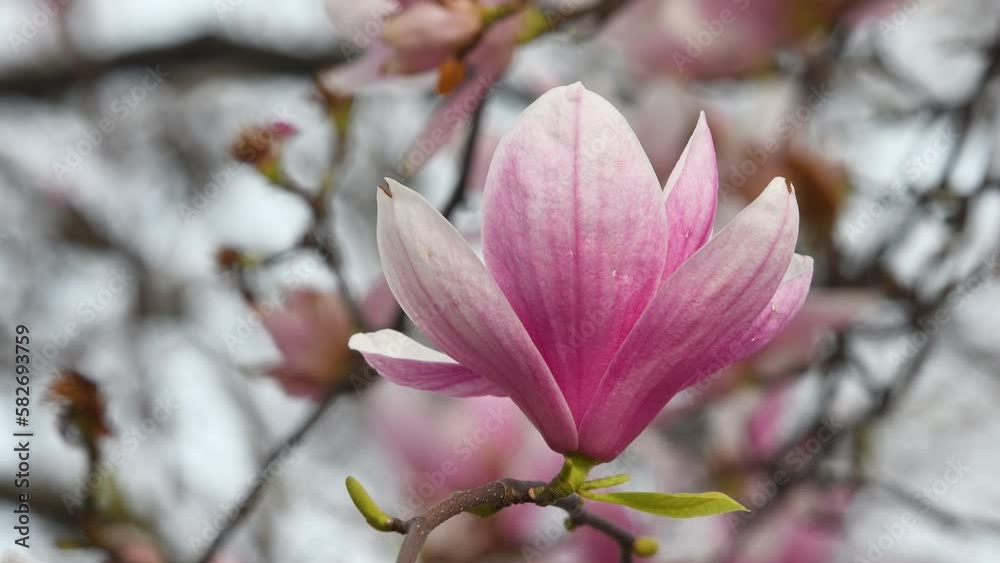 Magnolia Soulangeana tree in bloom. Close up on a beautiful pink magnolia flower in spring season. It is a deciduous tree with large early flowers that vary in color from white to pink to purple. Magnolia Soulangeana tree in bloom. Close up on a beautiful pink magnolia flower in spring season. It is a deciduous tree with large early flowers that vary in color from white to pink to purple.