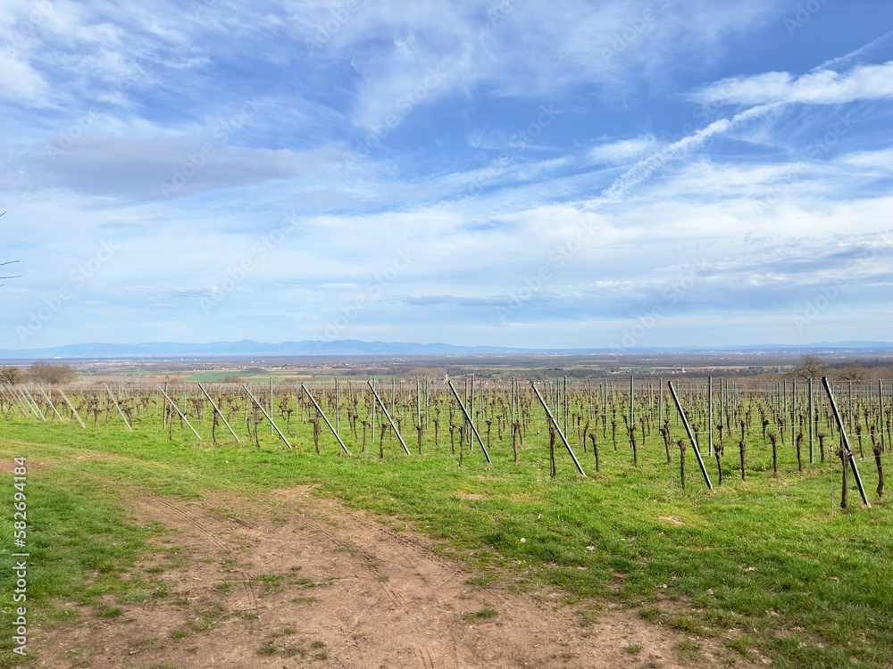 A Winter's Embrace: Captivating Panoramic View from a Quaint Agricultural Path Amidst Ollwiller's Vineyards in Wuenheim, Alsace, Overlooking the Sprawling Plains and Distant Mountains