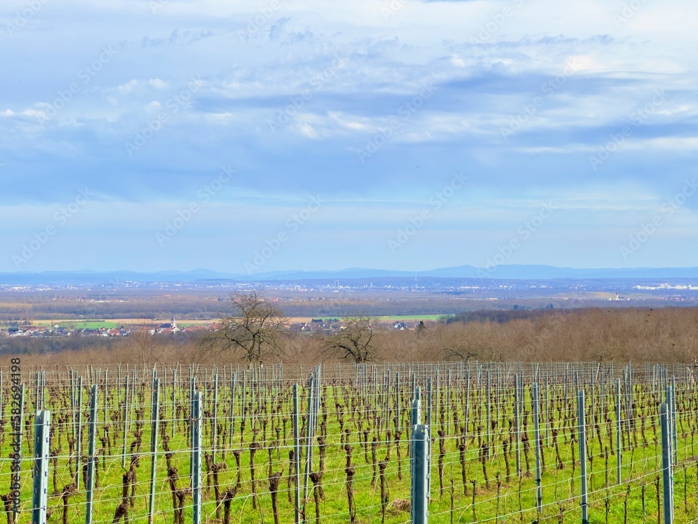 Fototapeta premium Winter's Embrace: A Distant Glimpse of Mulhouse, the Iconic Tour de l'Europe, and Ollwiller Vineyard's Panoramic Views of the Alsatian Plains and Mountains Beyond