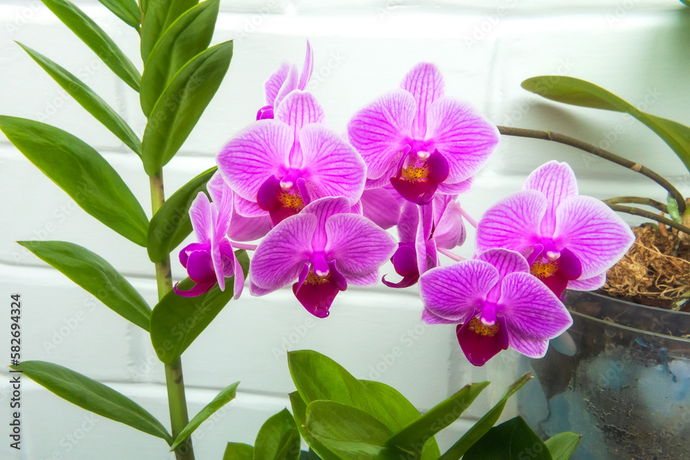 Blossoming purple flower house orchid in flowerpot on white brick wall close up macro background Blossoming purple flower house orchid in flowerpot on white brick wall close up macro background